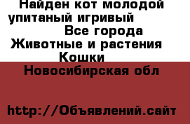 Найден кот,молодой упитаный игривый 12.03.2017 - Все города Животные и растения » Кошки   . Новосибирская обл.